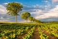 Rows of young green plants on a fertile field with dark soil in warm sunshine under dramatic sky