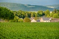 Rows of young green plants on a fertile field with dark soil in warm sunshine under dramatic sky Royalty Free Stock Photo