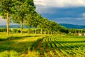 Rows of young green plants on a fertile field with dark soil in warm sunshine under dramatic sky Royalty Free Stock Photo