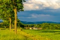 Rows of young green plants on a fertile field with dark soil in warm sunshine under dramatic sky Royalty Free Stock Photo