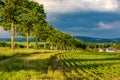 Rows of young green plants on a fertile field with dark soil in warm sunshine under dramatic sky Royalty Free Stock Photo