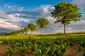 Rows of young green plants on a fertile field with dark soil in warm sunshine under dramatic sky Royalty Free Stock Photo