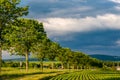 Rows of young green plants on a fertile field with dark soil in warm sunshine under dramatic sky Royalty Free Stock Photo