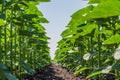 Rows of young, green, powerful sunflowers, clean from diseases, weeds, and insects, against the sky