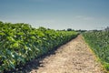 Rows of young, green, powerful sunflowers, clean from diseases, weeds, and insects, against the sky