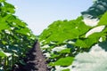 Rows of young, green, powerful sunflowers, clean from diseases, weeds, and insects, against the sky