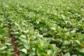 Rows of young soybean plants Royalty Free Stock Photo