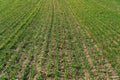 Rows of young green wheat growth in a spring green field. Symmetrical lines of shoots of grain crops Royalty Free Stock Photo