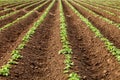 Rows of young Idaho potato plants Royalty Free Stock Photo