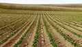 Rows of young Idaho potato plants Royalty Free Stock Photo