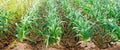 Rows of young leek on a farm on a sunny day. Growing organic vegetables. Eco-friendly products. Agriculture and farming.