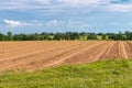 Rows of young lettuce plants on farm field