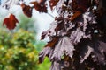 Rows of young maple trees in plastic pots on plant nursery Royalty Free Stock Photo