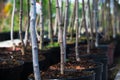 Rows of young maple trees in plastic pots on plant nursery Royalty Free Stock Photo