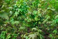 Rows of young maple trees in plastic pots on plant nursery Royalty Free Stock Photo