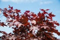 Rows of young maple trees in plastic pots on plant nursery Royalty Free Stock Photo