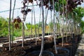 Rows of young maple trees in plastic pots on plant nursery Royalty Free Stock Photo