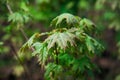 Rows of young maple trees in plastic pots on plant nursery Royalty Free Stock Photo