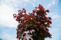 Rows of young maple trees in plastic pots on plant nursery Royalty Free Stock Photo