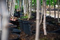 Rows of young maple trees in plastic pots on plant nursery Royalty Free Stock Photo