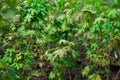 Rows of young maple trees in plastic pots on plant nursery Royalty Free Stock Photo