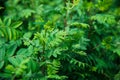 Rows of young maple trees in plastic pots on plant nursery Royalty Free Stock Photo