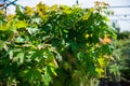 Rows of young maple trees in plastic pots on plant nursery Royalty Free Stock Photo