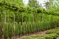 Rows of young maple trees, thuja plants and juniper bushes. Royalty Free Stock Photo