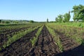 Rows of young peach seedlings