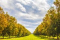 Rows of young pecan trees on a pecan farm