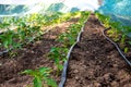 Rows of young pepper plants and drip irrigation in the garden