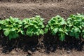 Rows of young potato plants on the field Royalty Free Stock Photo