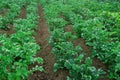 Rows of young potato plants in the field selective focus. Concept of growing an agricultural crop is potatoes Royalty Free Stock Photo