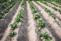 Rows of young potato plants growing in a row on a field. Growing vegetables in the soil. Home gardening. Potato field. Royalty Free Stock Photo