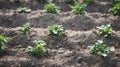 Rows of young potato plants growing in a row on a field. Growing vegetables in the soil. Home gardening. Potato field. Royalty Free Stock Photo