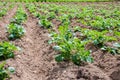 Rows of young potato plants Royalty Free Stock Photo