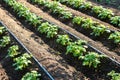 Rows of young potatoes plants and drip irrigation in the garden Royalty Free Stock Photo