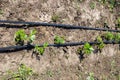 Rows of young raspberry seedlings with drip irrigation tubes in a farmer's field Royalty Free Stock Photo