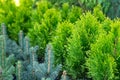 Rows of young seedling spruce, pine, juniper, thuja in greenhouse in nursery of coniferous plants with a lot of plants on