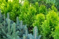 Rows of young seedling spruce, pine, juniper, thuja in greenhouse in nursery of coniferous plants with a lot of plants on