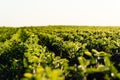 Rows of young soybean plants on a fertile field with dark soil. Green soy field in the sunset. Green soya field in early stage Royalty Free Stock Photo