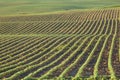 Rows of young soybean plants in morning light