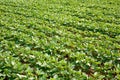 Rows of young soybean plants Royalty Free Stock Photo