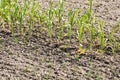 Rows of young sprouts of vegetables in dry field, springtime