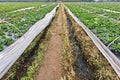 Rows of young strawberry field