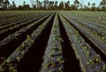 Rows of young strawberry plants in a field