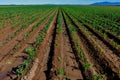 Rows of young suger cane plants portray perspective