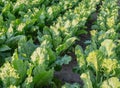 Rows of young sugur beet plants