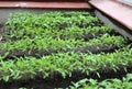 Rows young tomato organic seedlings growing in garden, greenhous, glasshouse in spring. Concept of ecology, cultivation,