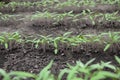 Rows young tomato organic seedlings growing in garden, greenhous, glasshouse in spring. Concept of ecology, cultivation,